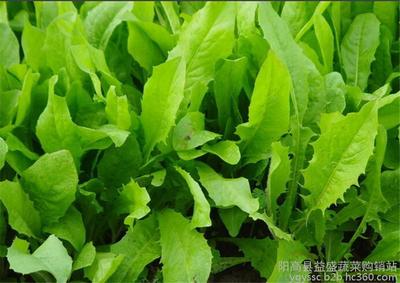 蔬菜销售 油麦菜 纯绿色 无公害蔬菜 自产新鲜采摘 联系电话13934024989